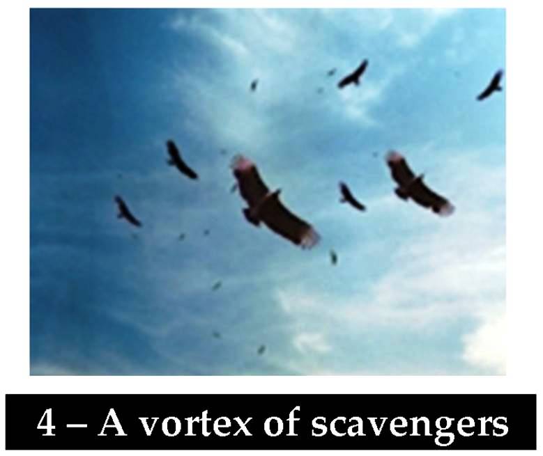 Slide 27 — Spiraling flight paths of birds of prey