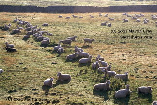 Sheep line up on a ley