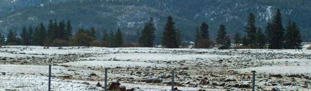 Mima mounds near Weed, California